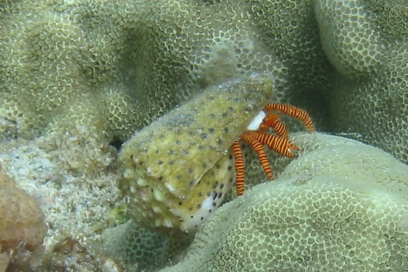 Flea Cone Shell | 2005 Kahaluʻu Bay - Doug Sell