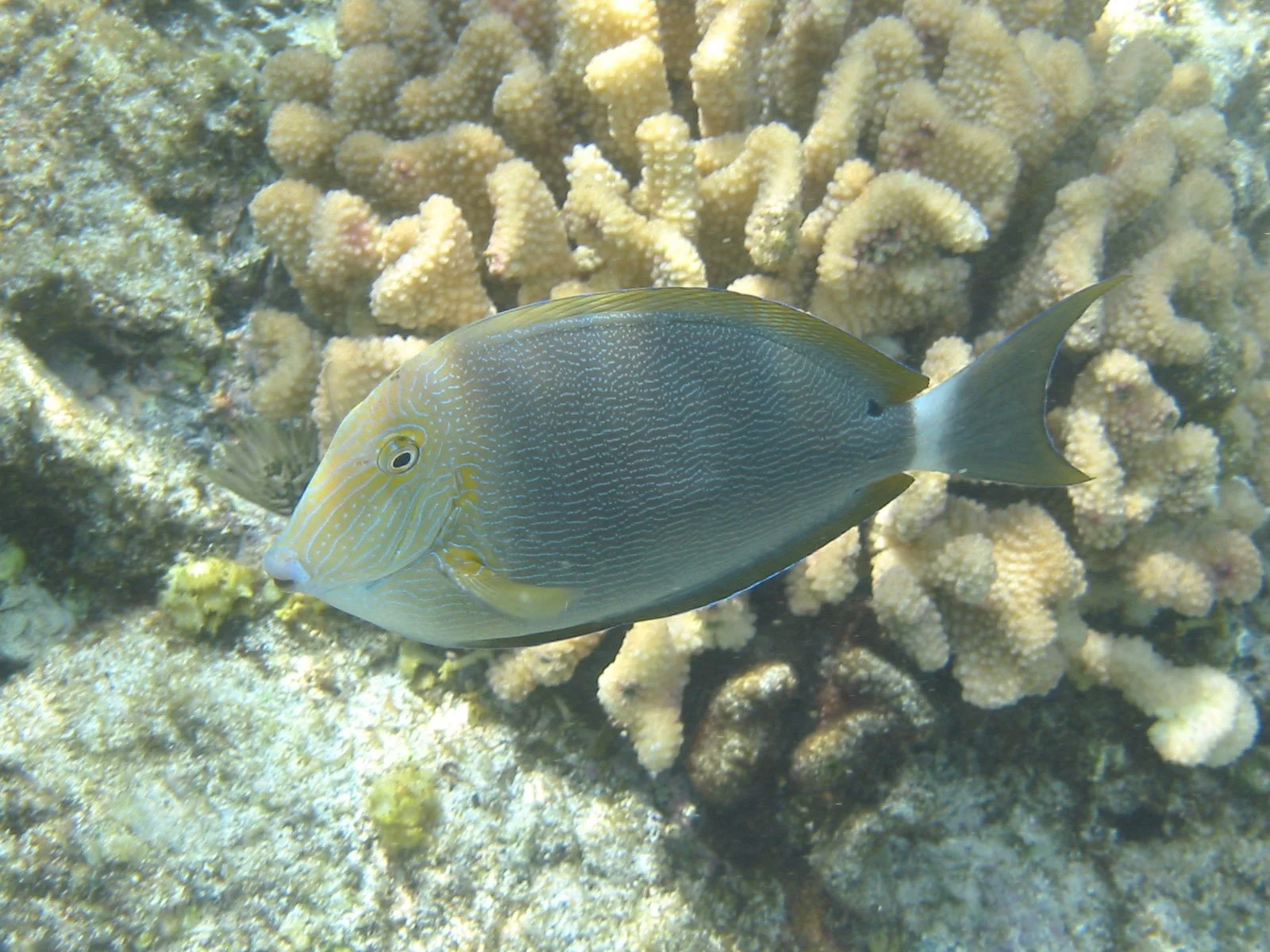 Blueline Surgeonfish | 2004 Kahaluʻu Bay - Doug Sell
