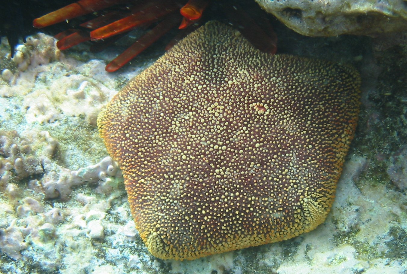 Cushion Star | 2007 Kahaluʻu Bay - Doug Sell