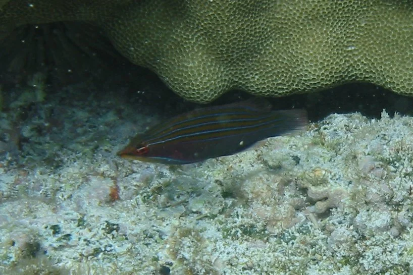 Fourline Wrasse | 2002 Kahaluʻu Bay - Doug Sell