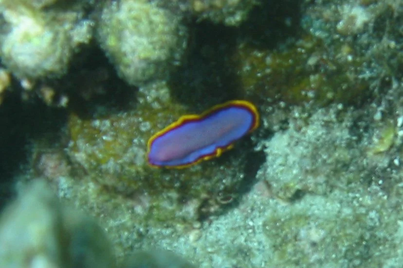Fuchsia Flatworm | 2008 Kahaluʻu Bay - Doug Sell