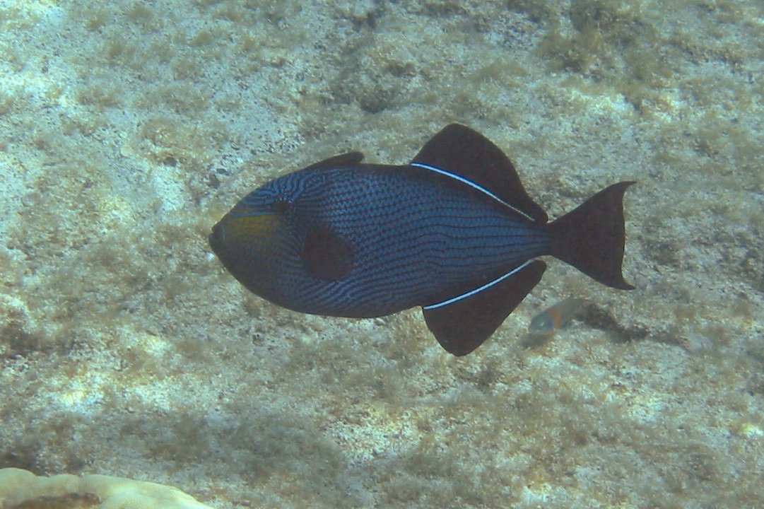Black Triggerfish | 2003 Kahaluʻu Bay - Doug Sell