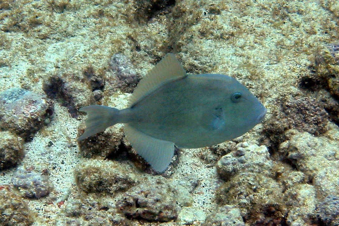 Finescale Triggerfish | 2002 Kahaluʻu Bay - Doug Sell