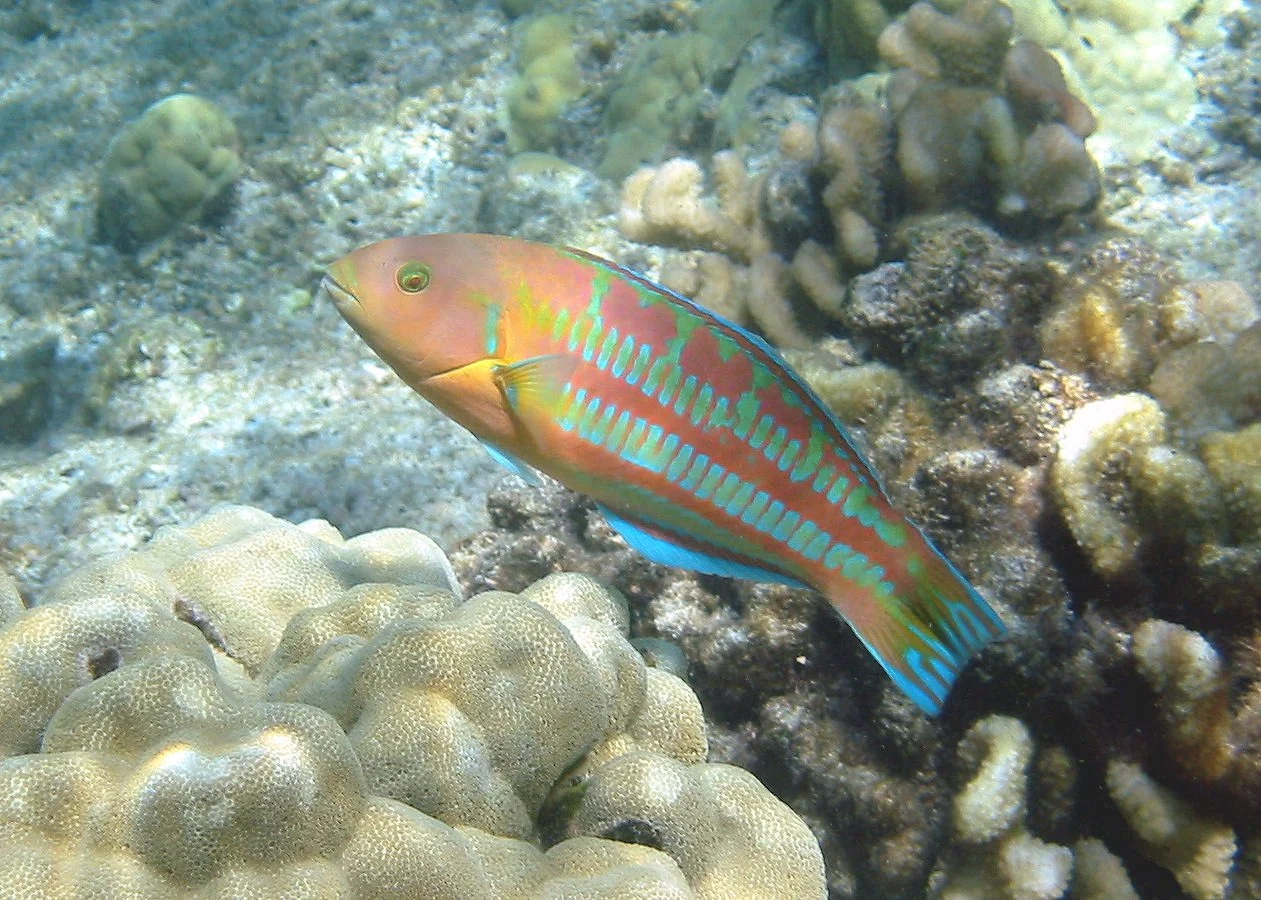 Christmas Wrasse | 2004 Kahaluʻu Bay - Doug Sell