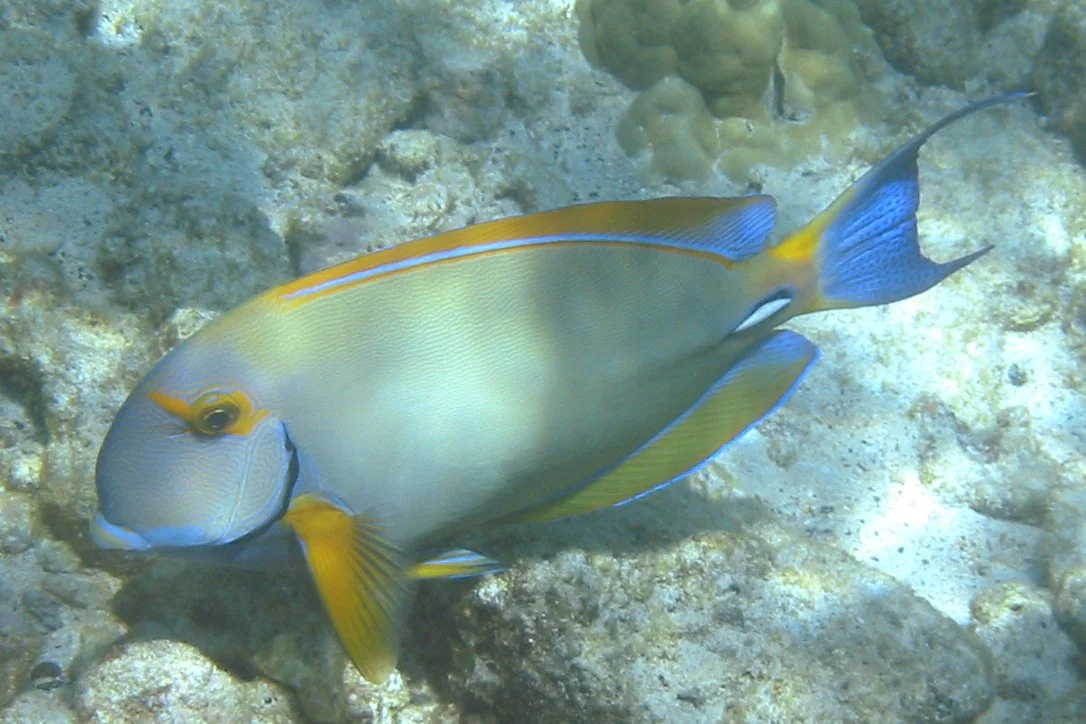 Eyestripe Surgeonfish | 2005 Kahaluʻu Bay - Doug Sell