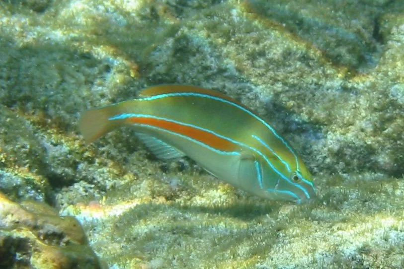 Belted Wrasse | 2006 Kahaluʻu Bay - Doug Sell
