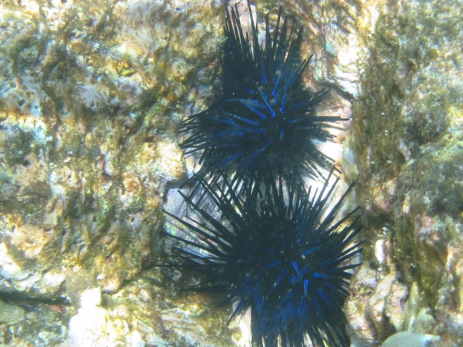 Blue-Black Urchin | 2004 Kahaluʻu Bay - Doug Sell