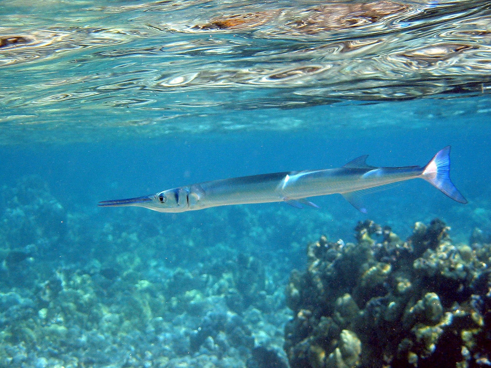 Crocodile Needlefish | 2004 Kahaluʻu Bay - Doug Sell