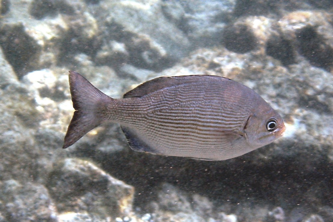 Chub | 2005 Kahaluʻu Bay - Doug Sell