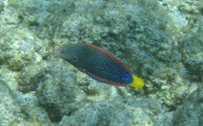 Yellowtail Coris Wrasse | 2003 Kahaluʻu Bay - Doug Sell