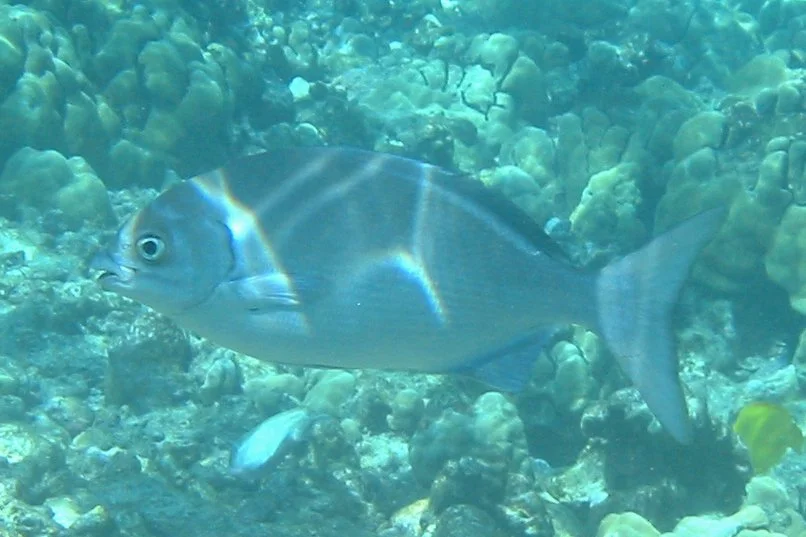 Gray Chub | 2006 Kahaluʻu Bay - Doug Sell