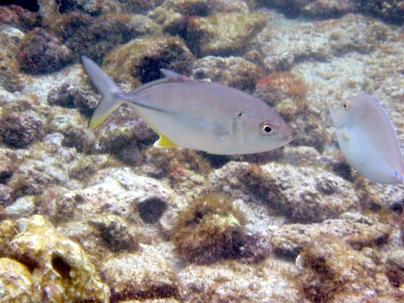 Bigeye Jack | 2005 Kahaluʻu Bay - Doug Sell