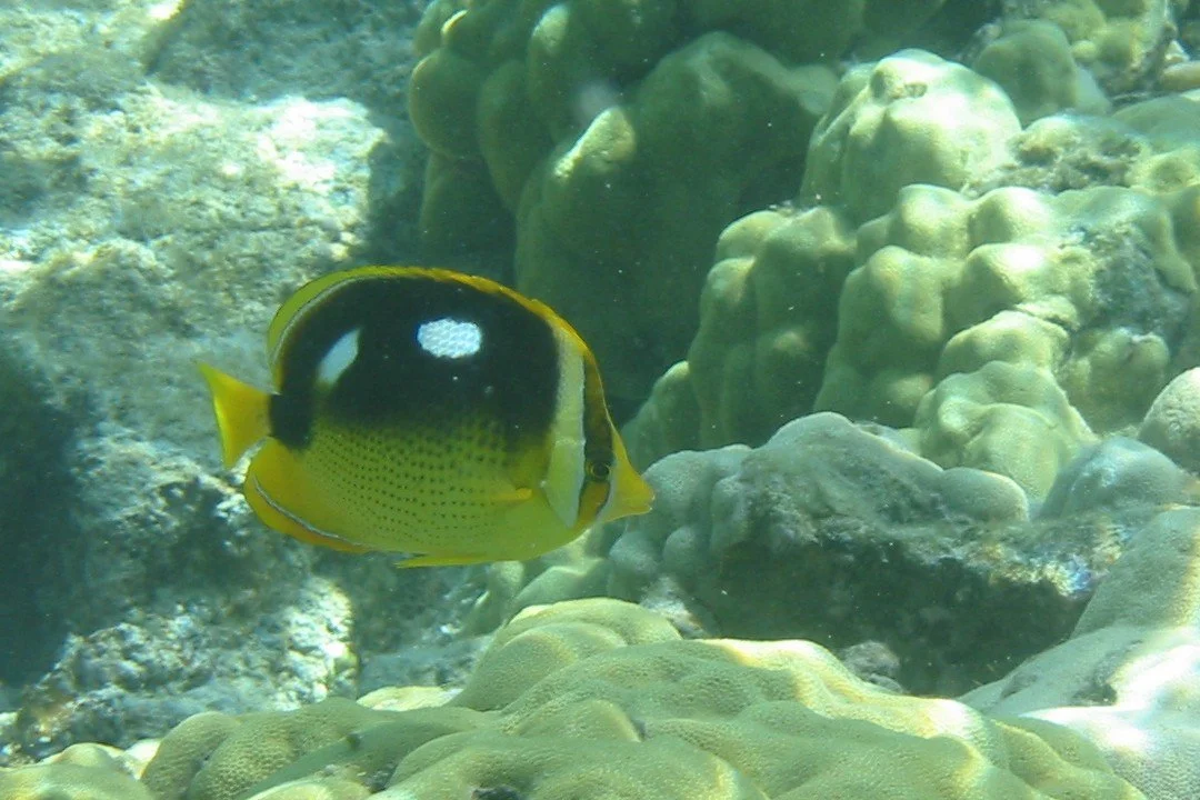 Fourspot Butterflyfish | 2003 Kahaluʻu Bay - Doug Sell