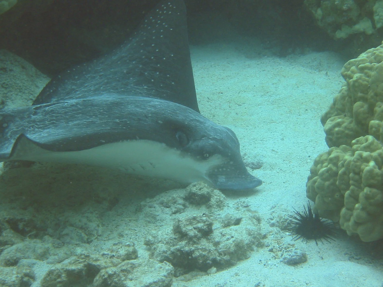 Eagle Ray | 2003 Kahaluʻu Bay - Doug Sell