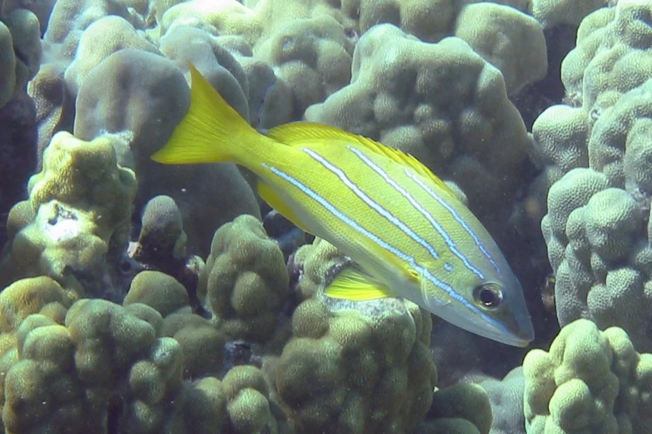 Bluestripe Snapper | 2005 Kahaluʻu Bay - Doug Sell