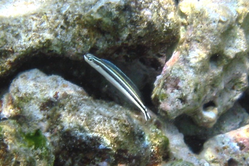 Ewa Blenny | 2002 Kahaluʻu Bay - Doug Sell
