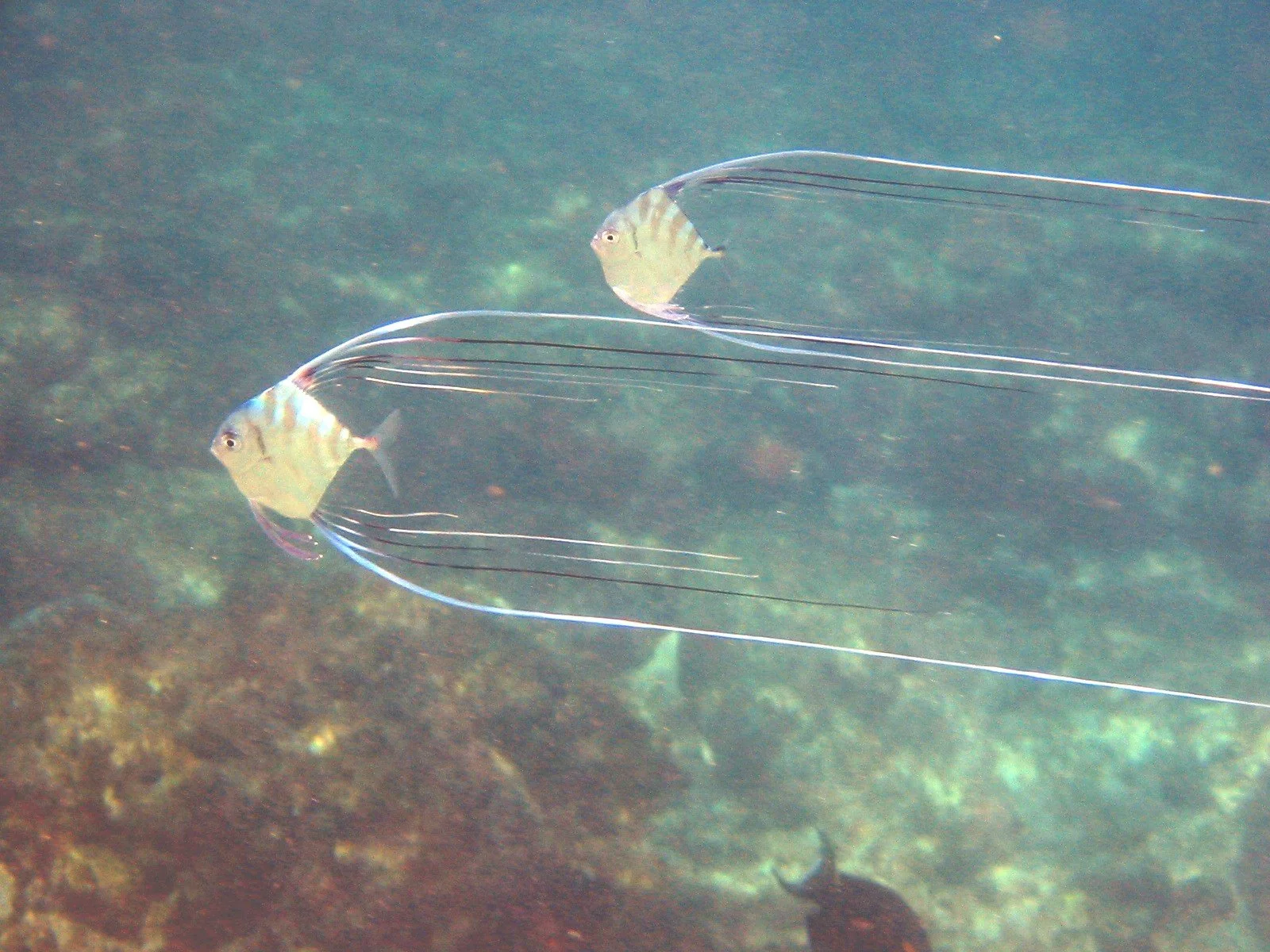 African Pompano Juvenile | 2003 Kahaluʻu Bay - Doug Sell