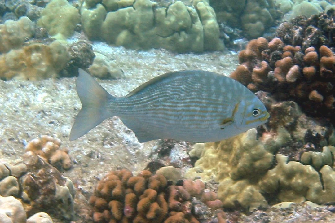 Brassy Chub | 2004 Kahaluʻu Bay - Doug Sell