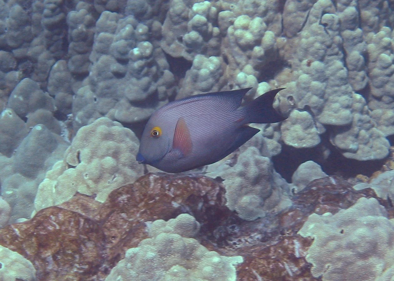 Gold Ring Surgeon | 2003 Kahaluʻu Bay - Doug Sell