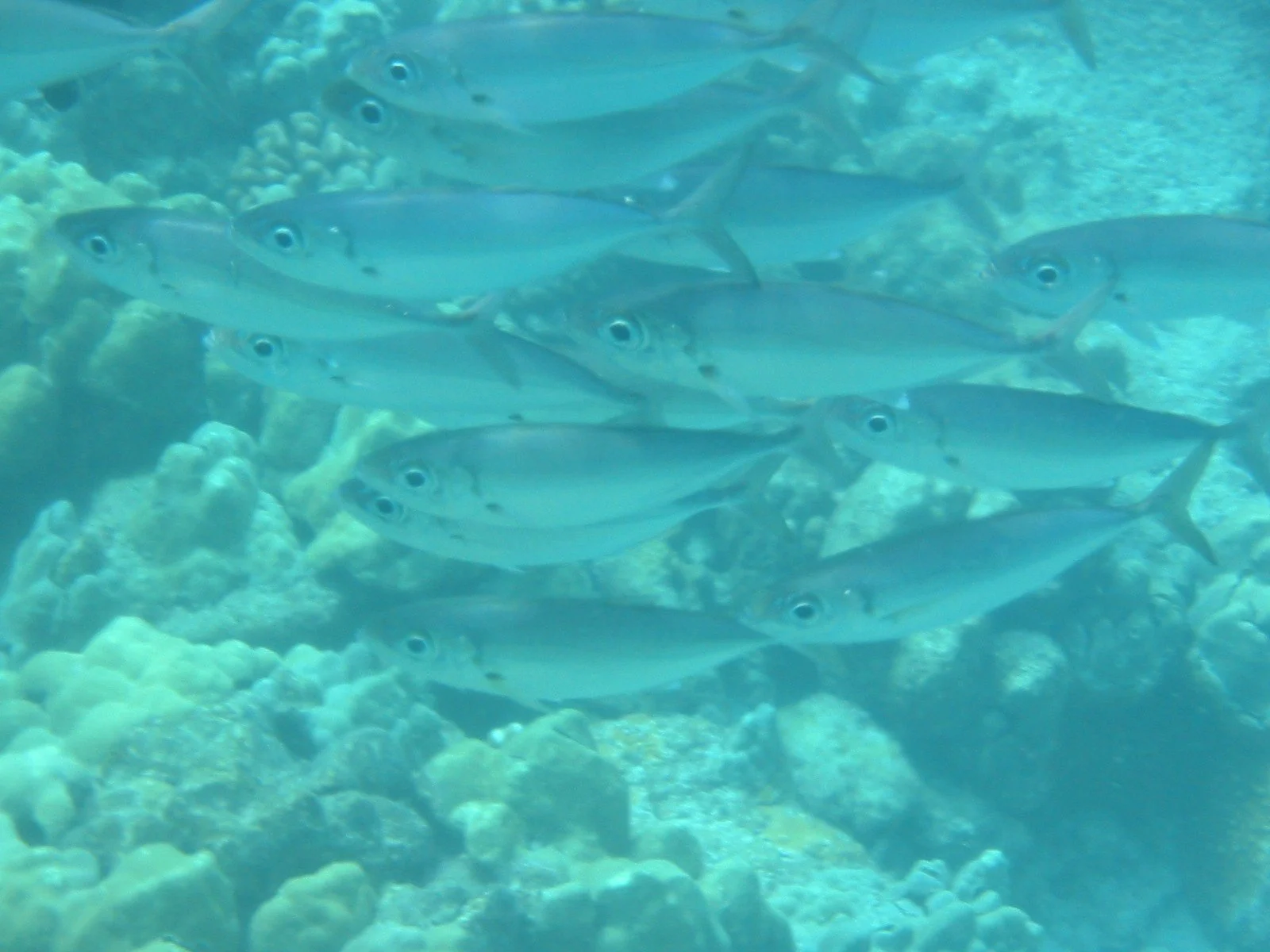 Bigeye Scad | 2005 Kahaluʻu Bay - Doug Sell