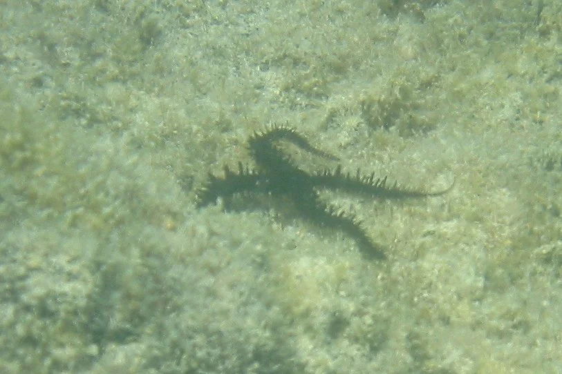 Brittle Star | 2008 Kahaluʻu Bay - Doug Sell