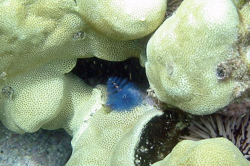 Christmas Tree Worm | 2004 Kahaluʻu Bay - Doug Sell