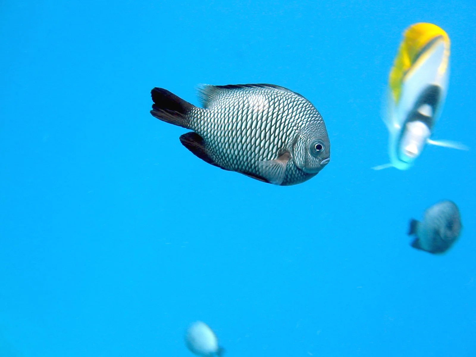 Domino Damselfish | 2004 Kahaluʻu Bay - Doug Sell