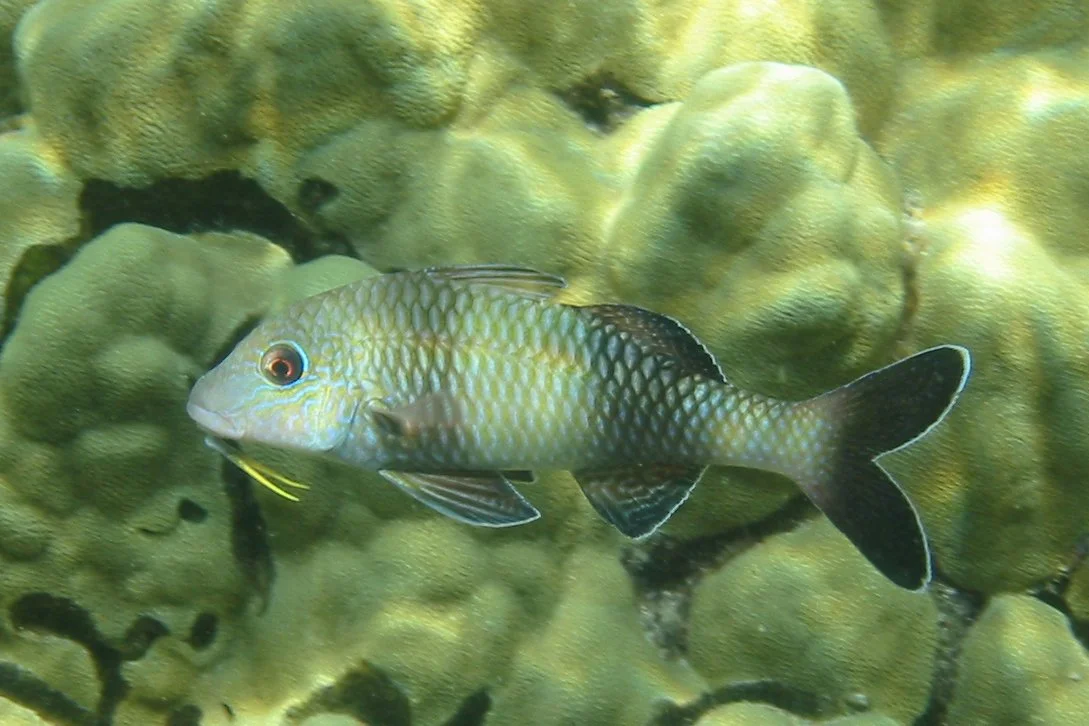 Doublebar Goatfish | 2006 Kahaluʻu Bay - Doug Sell