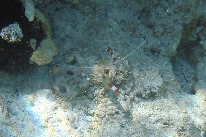 Banded Coral Shrimp | 2004 Kahaluʻu Bay - Doug Sell