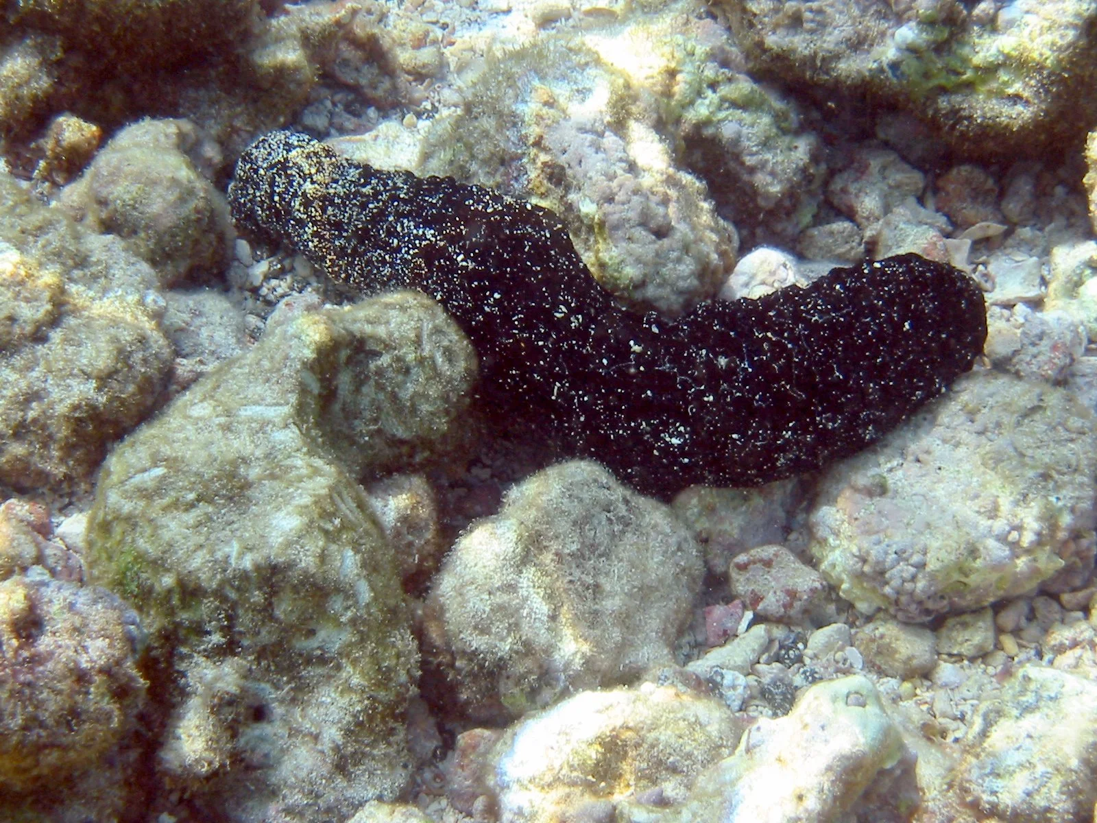 Black Cucumber | 2004 Kahaluʻu Bay - Doug Sell
