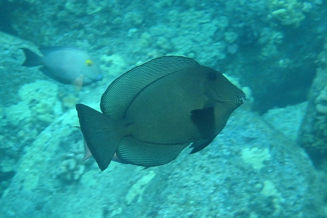 Black Surgeonfish | 2003 Kahaluʻu Bay - Doug Sell