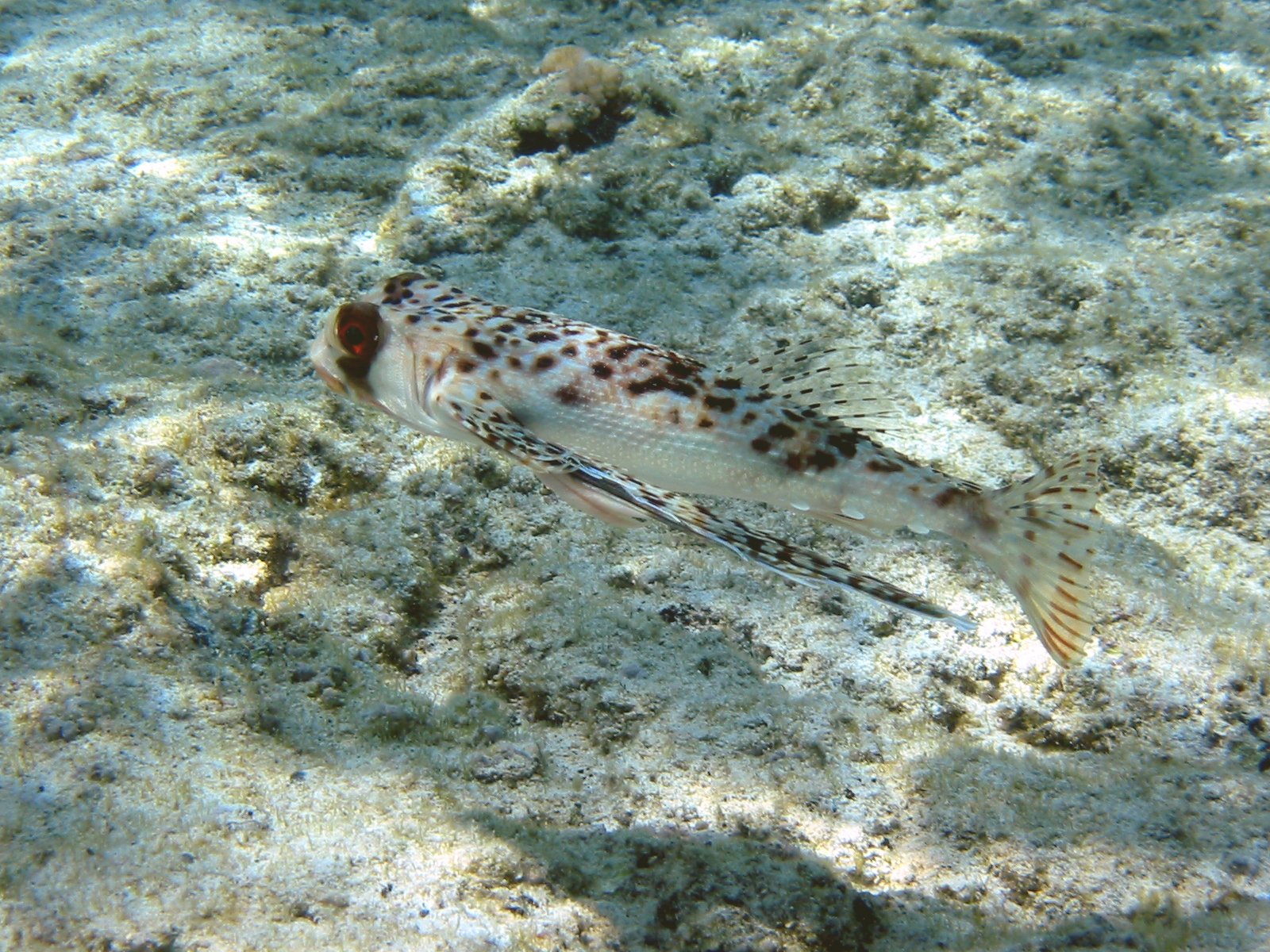 Flying Gurnard | 2004 Kahaluʻu Bay - Doug Sell