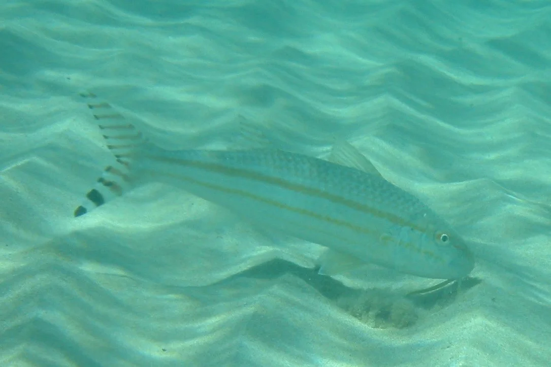 Bandtail Goatfish | 2004 Kahaluʻu Bay - Doug Sell