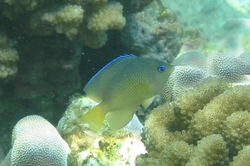 Blue-Eye Damselfish | 2007 Kahaluʻu Bay - Doug Sell