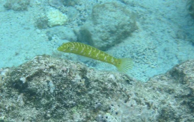 Cigar Wrasse | 2003 Kahaluʻu Bay - Doug Sell