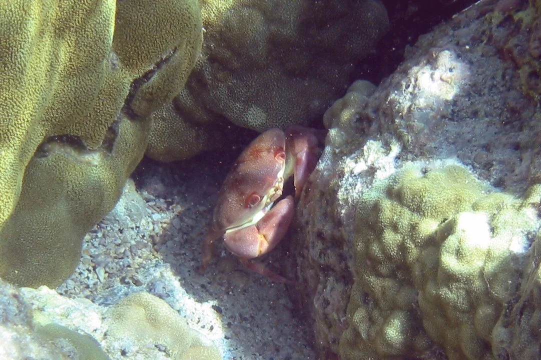 Convex Crab | 2004 Kahaluʻu Bay - Doug Sell