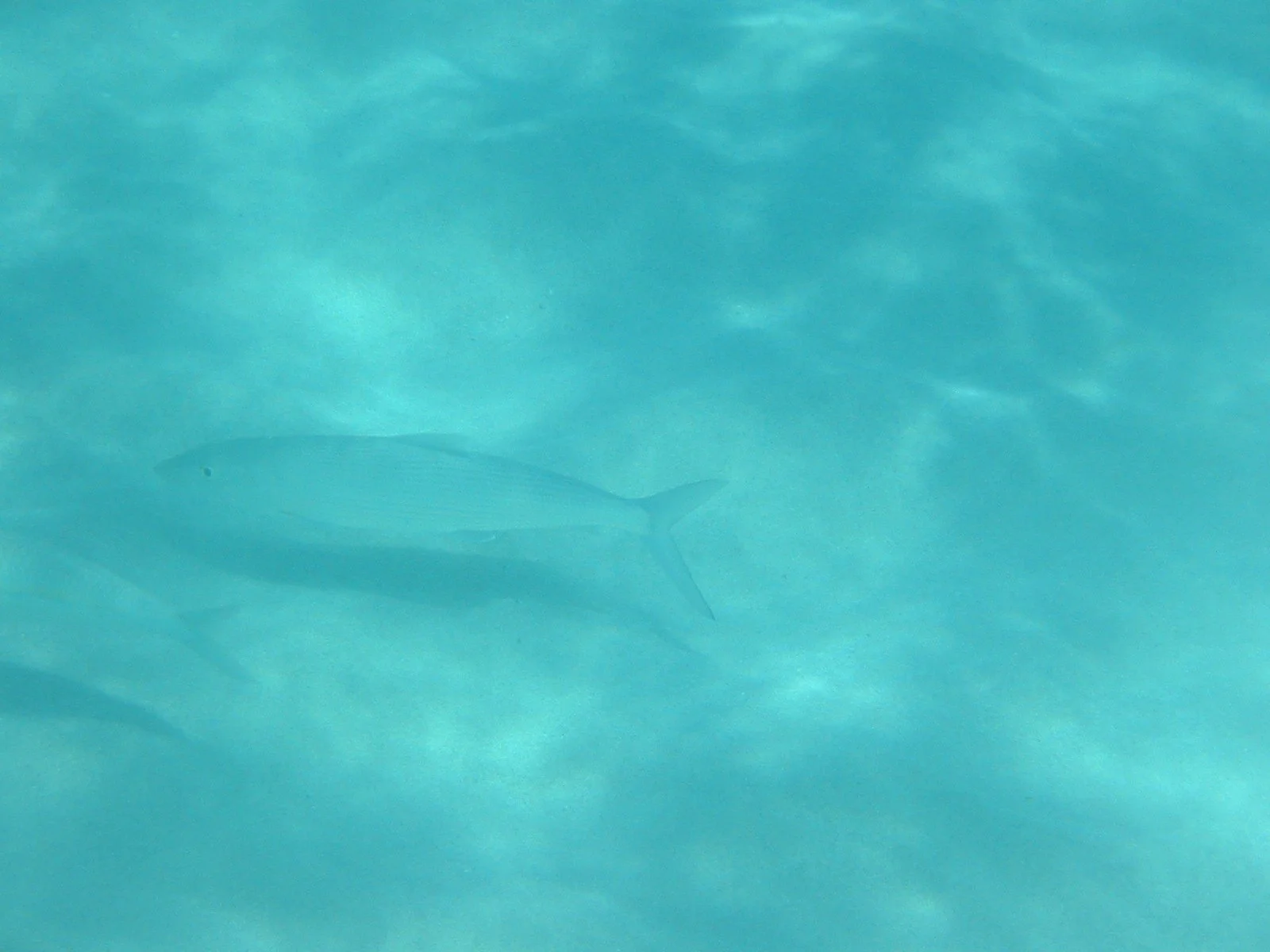 Bonefish | 2003 Kahaluʻu Bay - Doug Sell