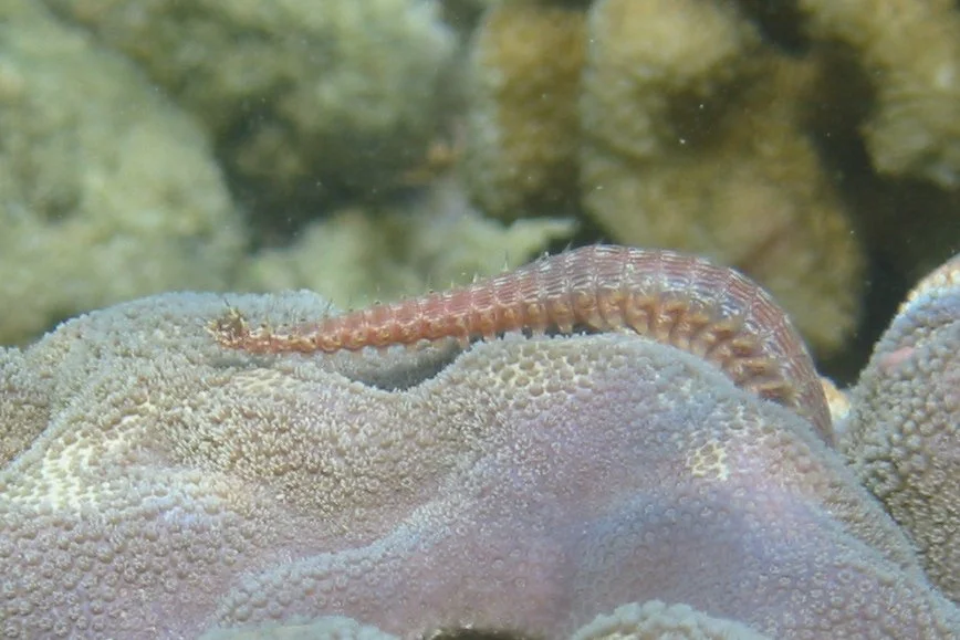 Fireworm | 2005 Kahaluʻu Bay - Doug Sell