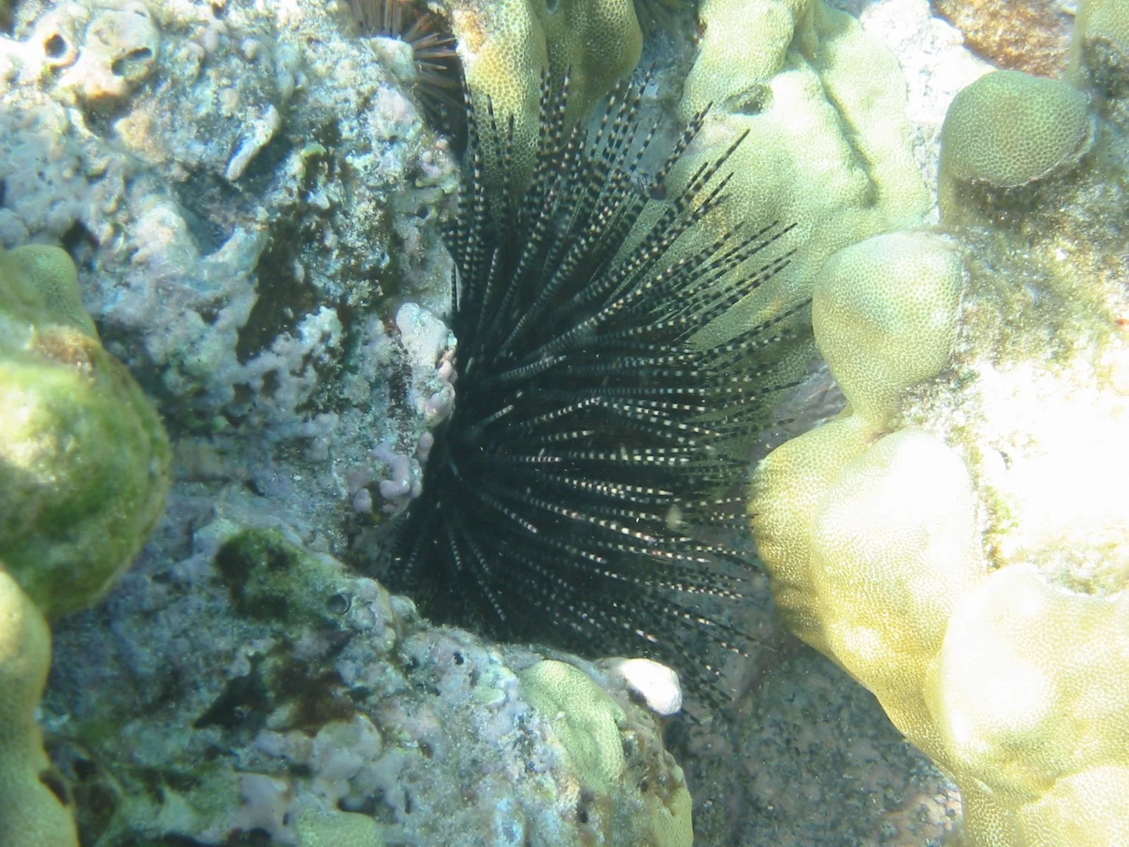 Banded Urchin | 2004 Kahaluʻu Bay - Doug Sell