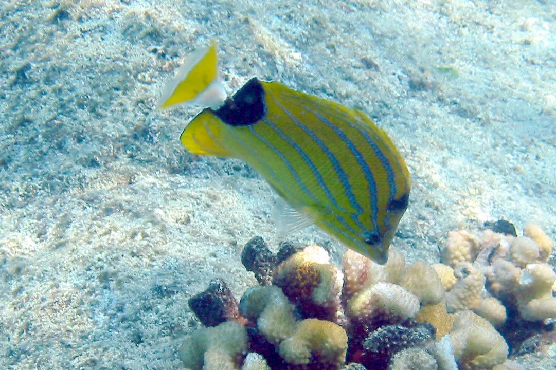 Bluestripe Butterflyfish | 2004 Kahaluʻu Bay - Doug Sell