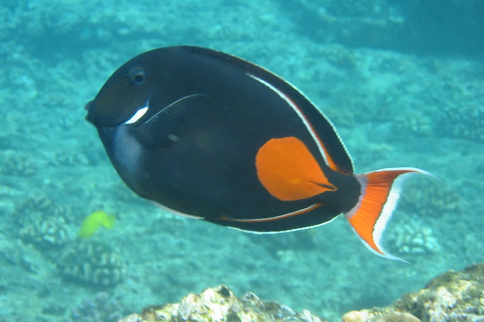 Achilles Tang | 2008 Kahaluʻu Bay - Doug Sell