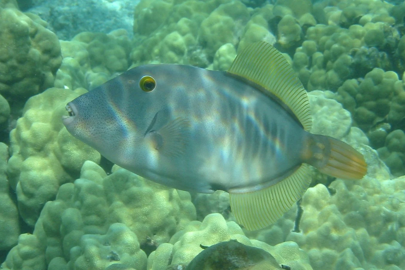 Barred Filefish | 2007 Kahaluʻu Bay - Doug Sell