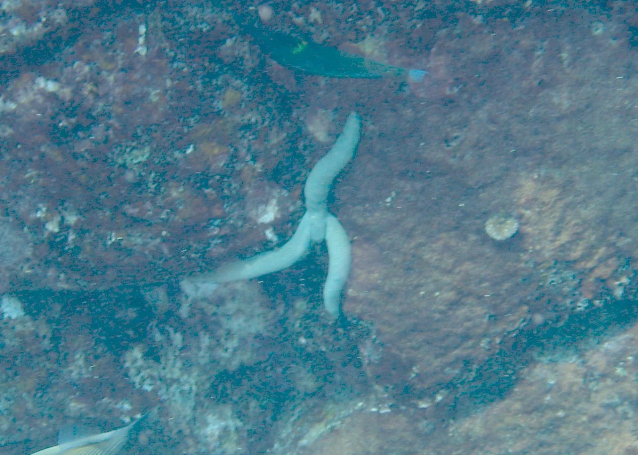Green Lincka | 2003 Kahaluʻu Bay - Doug Sell