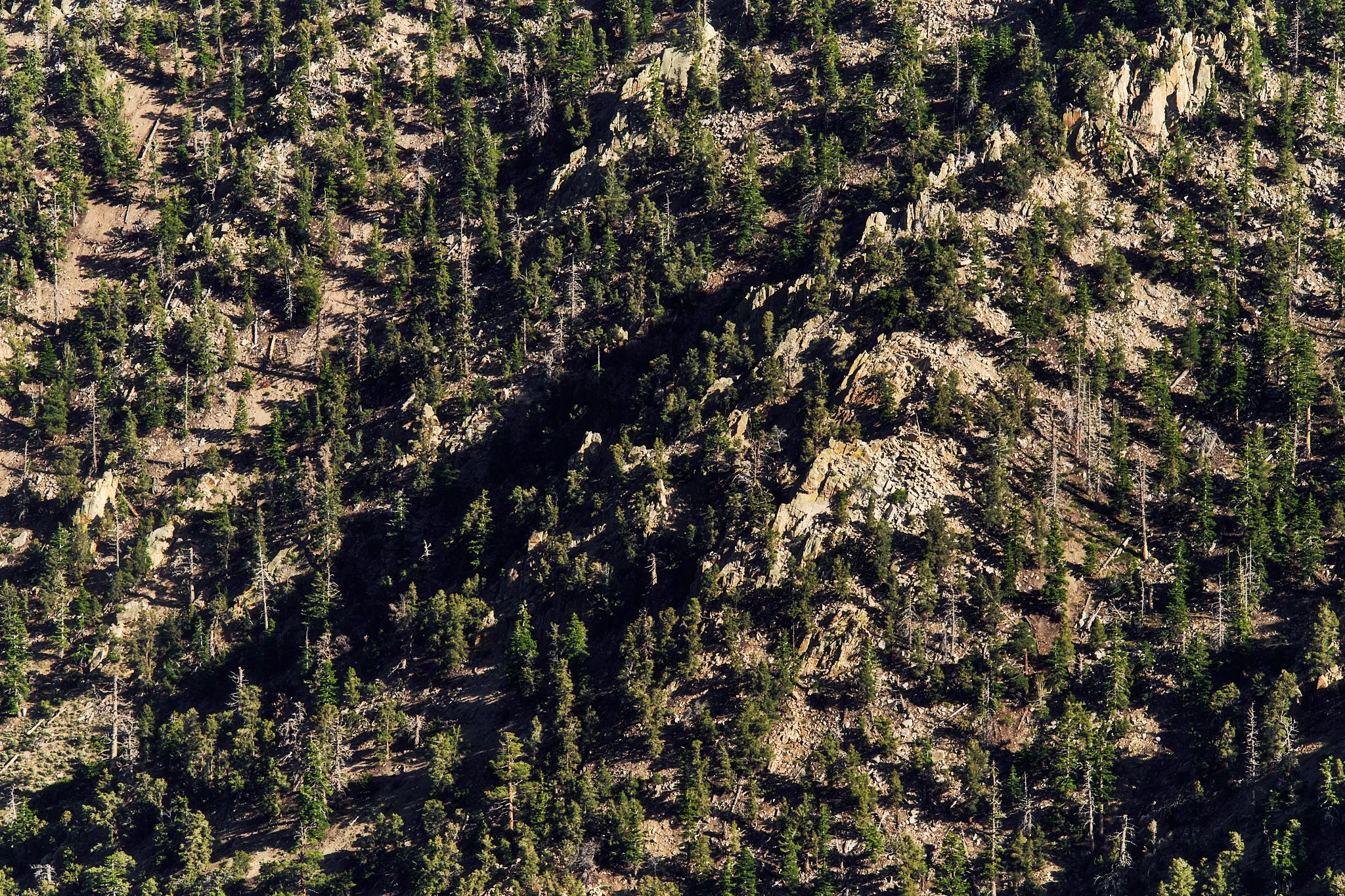 Aerial view of a green pine forest on a rocky mountainside with trees casting shadows.