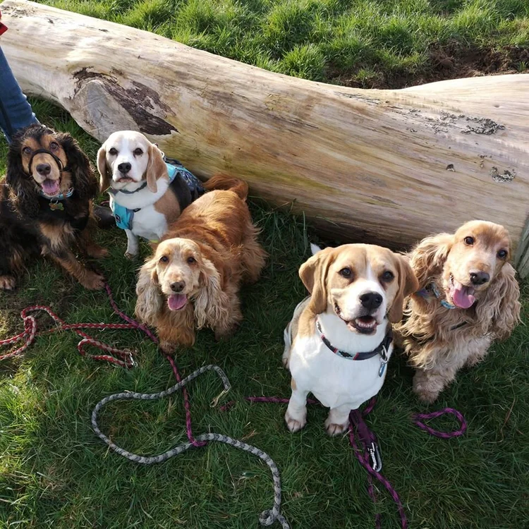 About Us — Country Canine Groomers