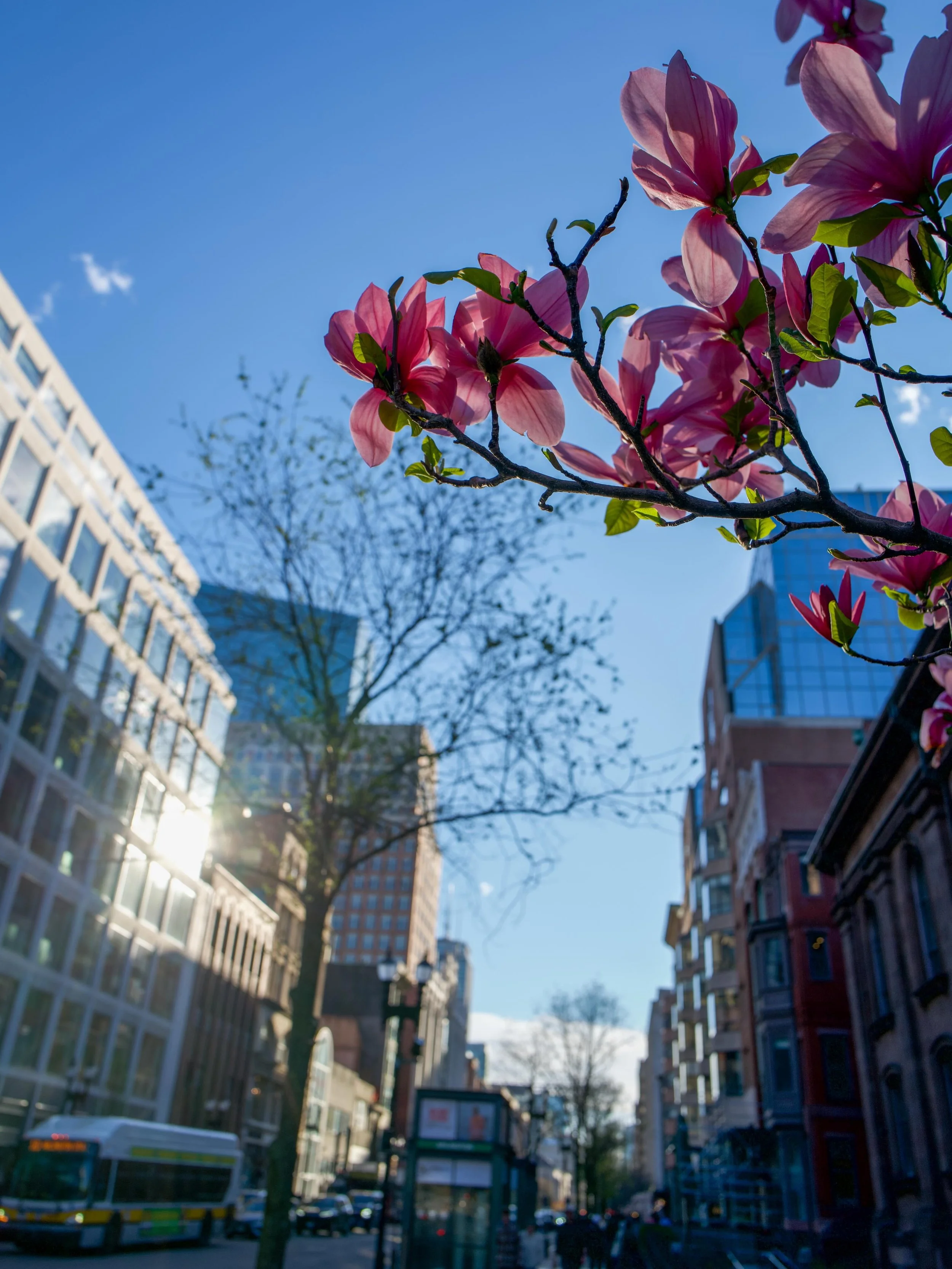 Boston in the Spring 🎨💥

#Leica #Boston