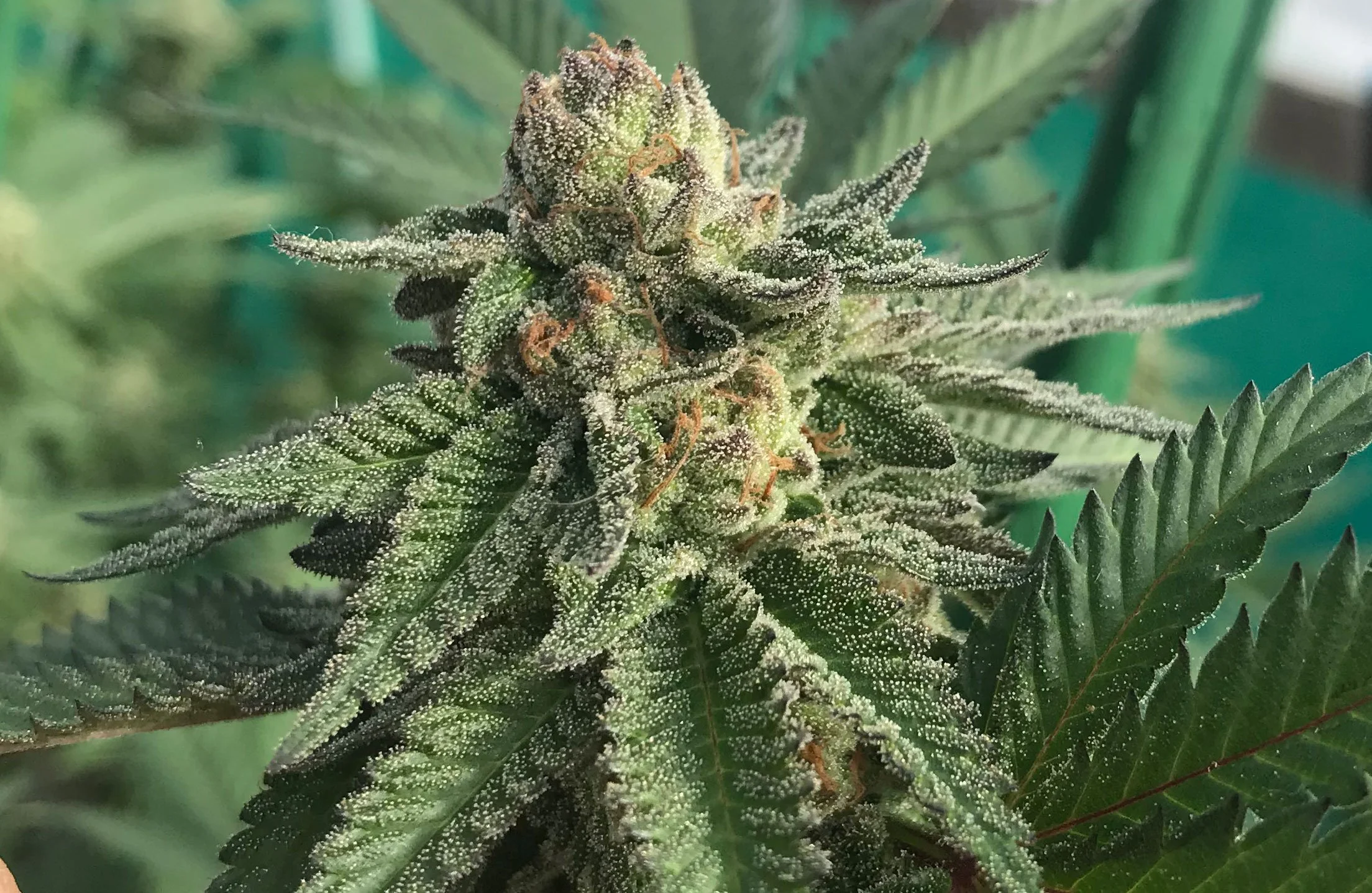 Cherry Kush Strain — The Farm