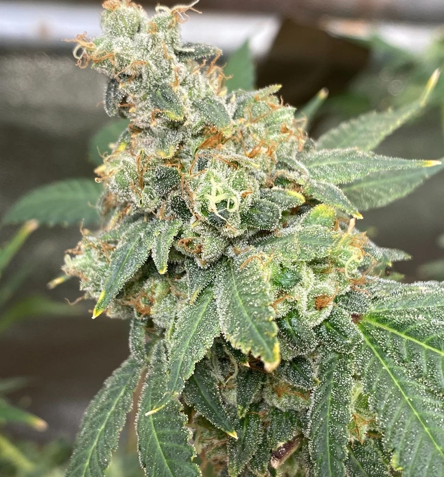 Local Skunk Strain — The Farm