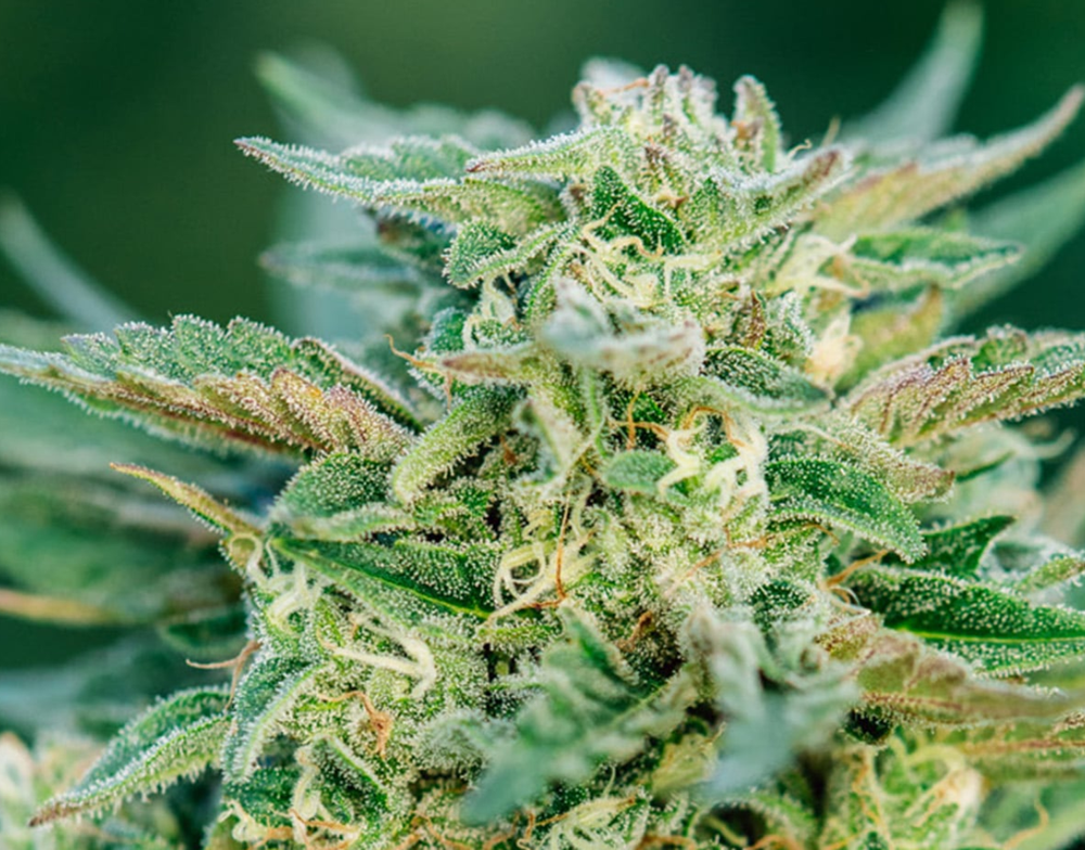Grease Gun Strain — The Farm