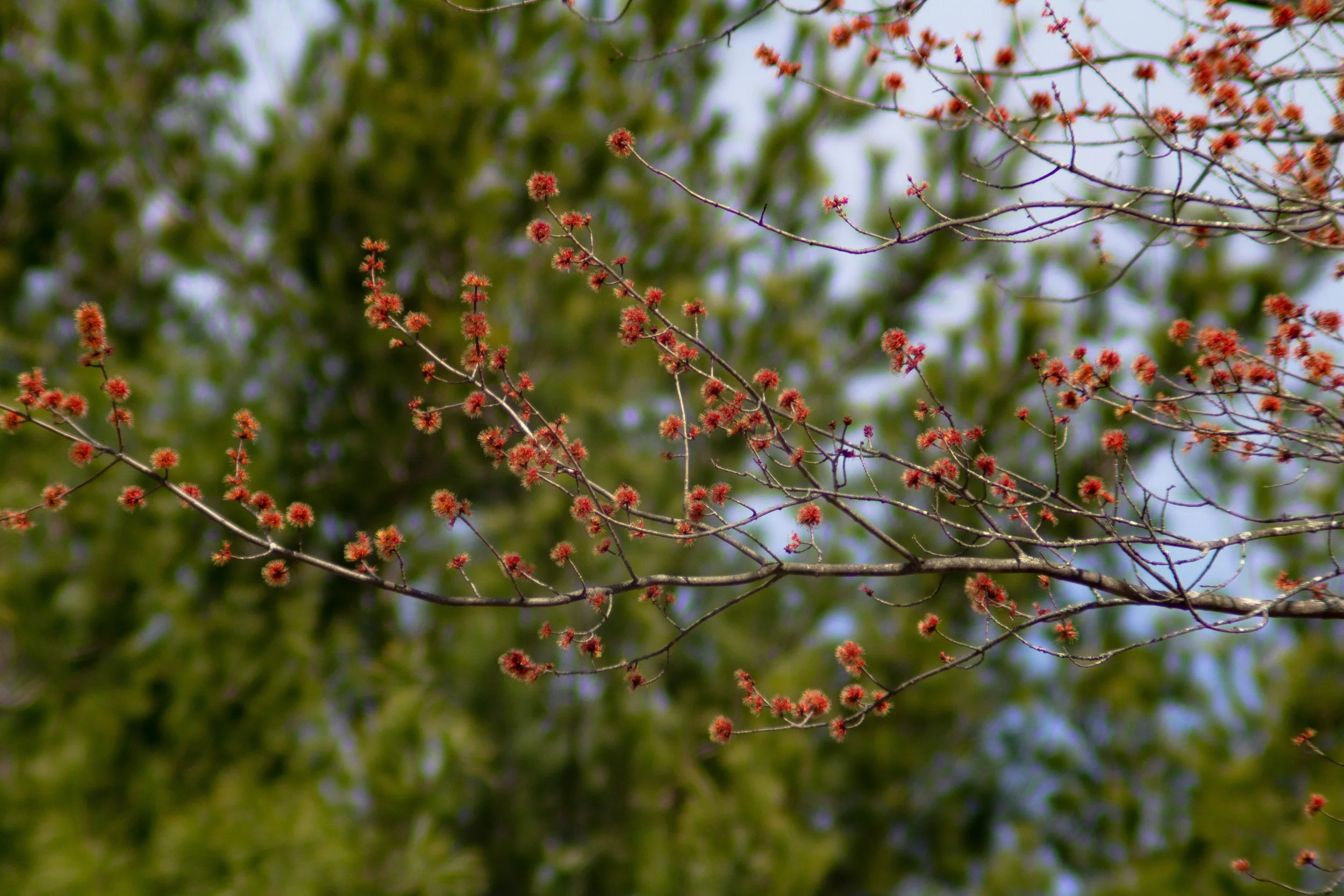 Spring Blossoms